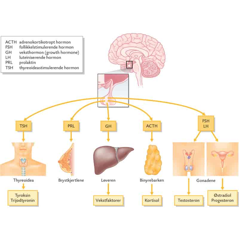 Oversikt hypofysehormoner