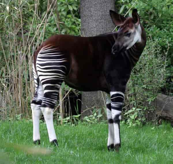 Okapi