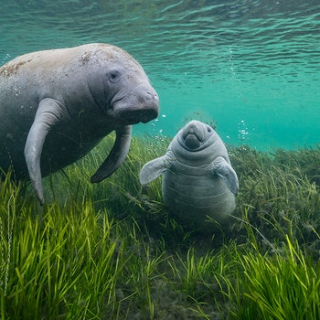 Las 13 mejores fotos de naturaleza de 2024, según el Museo de Historia Natural de Londres