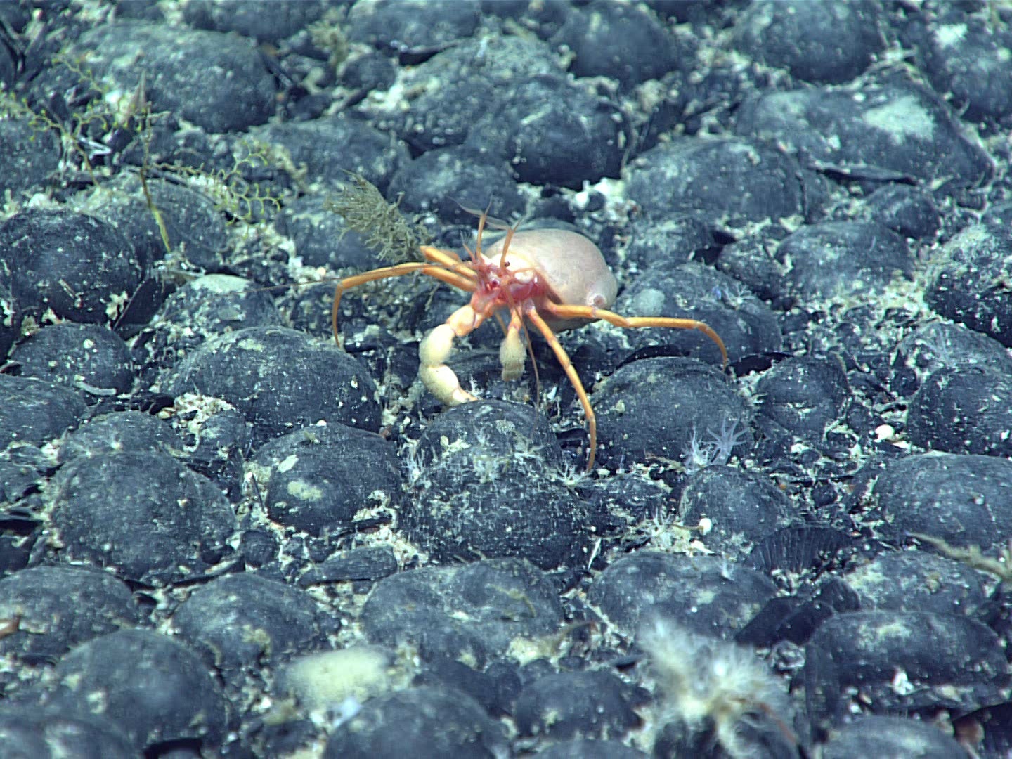 暗黒の深海に「酸素」の発生源、その光合成ではない驚きのメカニズム