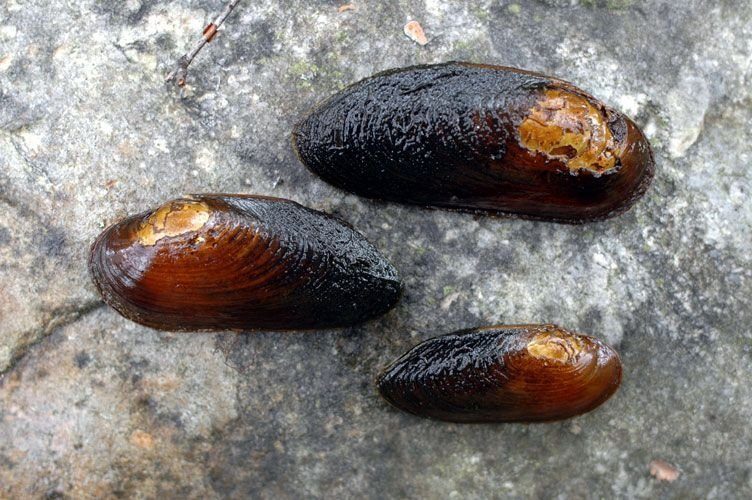 Flodpärlmusslor.Foto-Lennart Henriksson