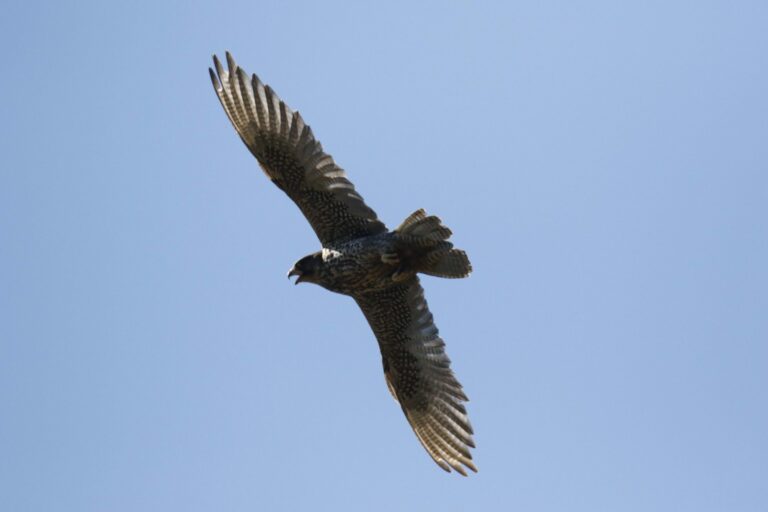 Jaktfalk (Falco rusticolus)