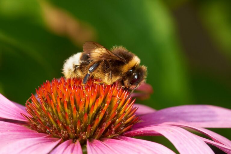 Jordsnylthumla (Bombus bohemicus)