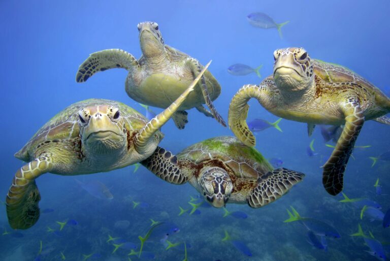Gröna havssköldpaddor (Chelonia mydas) som simmar i Stora Barriärrevet utanför Queensland, Australien. Många havssköldpaddor går en grym död till mötes när de fastnar i fiskenät.