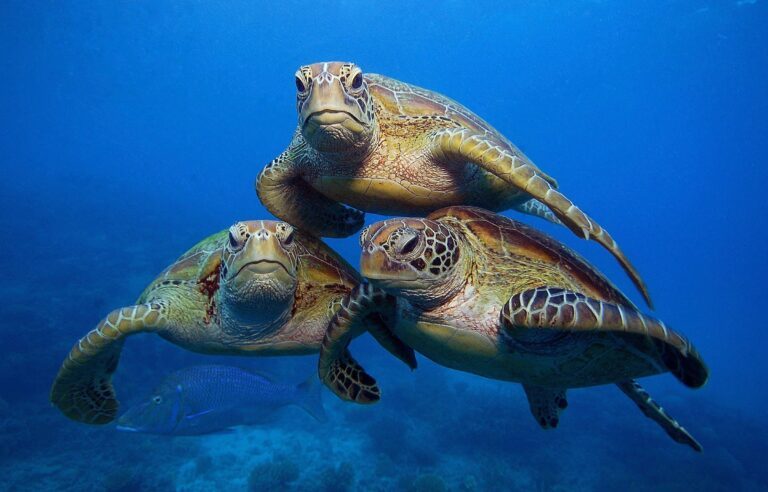 Grön havssköldpadda (Chelonia mydas)