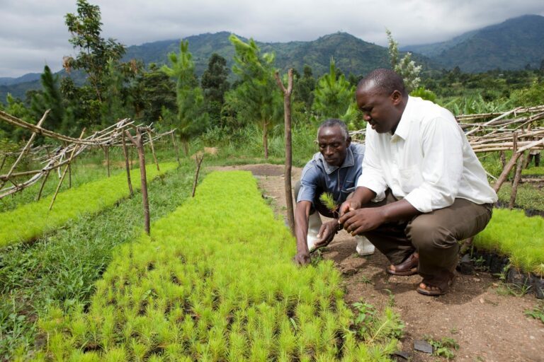 Män vid plantor i Uganda
