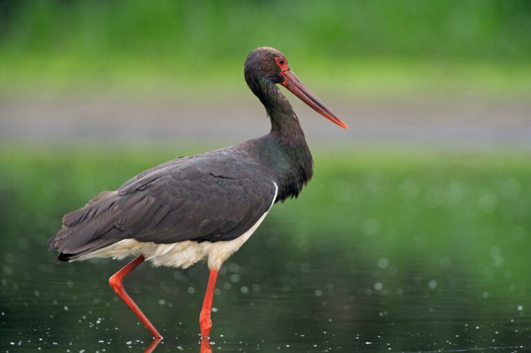 Svart stork (Ciconia nigra)