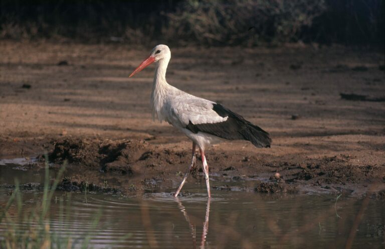 Vit stork (Ciconia ciconia)