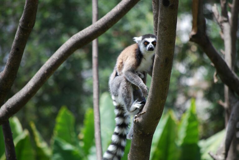 Ringsvanslemur (Lemur catta)