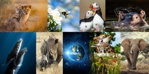 © Randall Trent, © DES82 / Shutterstock.com, © Sunil Gopalan, © Tony Heald / naturepl.com, © Seb c’est bien / Shutterstock.com, © Dawn M Carlson, © Triff / Shutterstock.com, © naturepl.com / Edwin Giesbers / WWF, © Rob Hainer / Shutterstock.com, © Theodore Mattas / Shutterstock.com