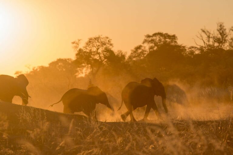 Elephant in Bwabwata National Park, Namibia.