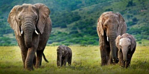 Två vuxna och en elefantunge