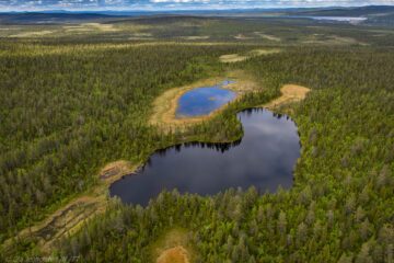 Jielkká-Rijmagåbbå som är fjällnära skyddad skog. Fotograf: Ola Jennersten