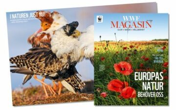 wwf-magasin-2-24