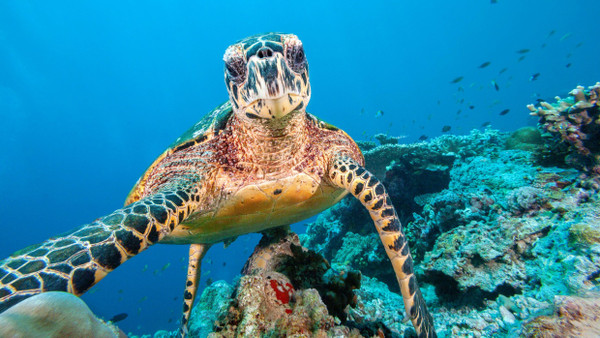Fotoaffin: Die Echte Karettschildkröte ist vom Aussterben  bedroht.