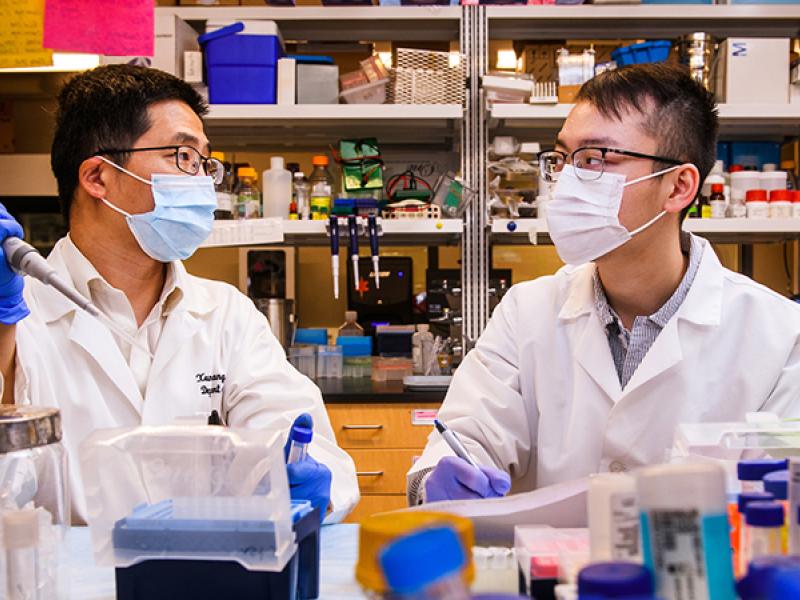 Xunlei Kang, MD, PhD, with lab assistant Chen Wang in his laboratory at the Center for Precision Medicine at the University of Missouri School of Medicine. Wang contributed to the study.