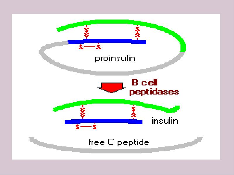 Инсулин обладает. Проинсулин. Флип Флап механизм биохимия.