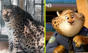 Офицер Когтяузер: почему зоопарк передумал сажать на диету толстого леопарда?