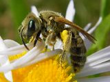 zu den Wildbienenfotos