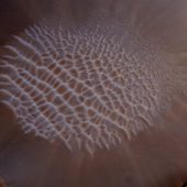 martian-crater-dunes_1024