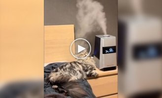 Кот и увлажнитель воздуха