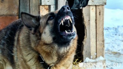 Под Тверью цепной пес загрыз пенсионерку