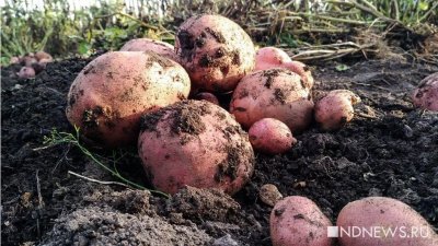 Россиян предупредили о штрафах за продажу картофеля с личного огорода