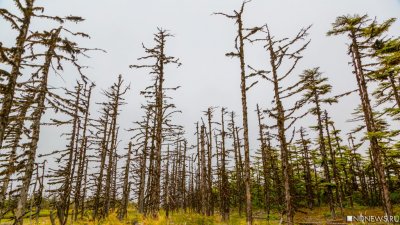 В нацпарке «Таганай» думают, как спасти пихтовые леса от массового вымирания