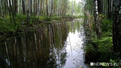 Пропавшую девочку из Тагила нашли живой