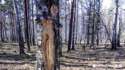 Ученые исследовали возможность использования трутовых грибов для лечения рака