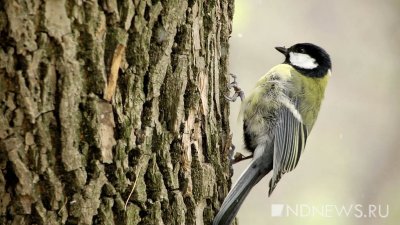 У уральских синиц и пеночек гормональный всплеск – поют, как летом