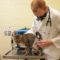 Qyuuie the cat receives a checkup at a Michigan Humane veterinary hospital.