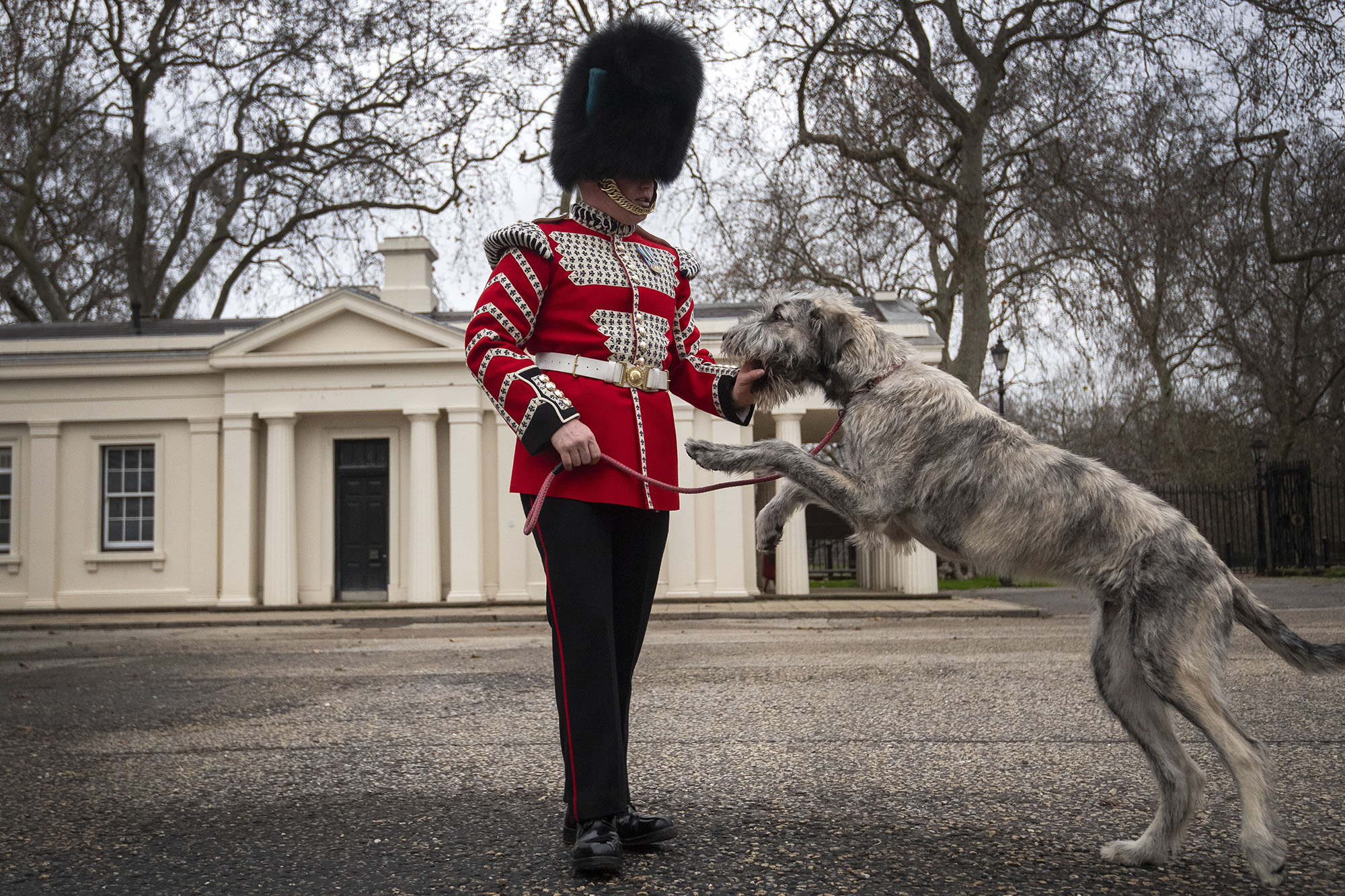 Irish Wolfhound