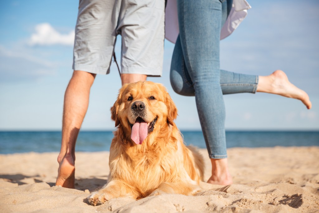 A beautiful dog lying on the beach with a young couple standing in the background
