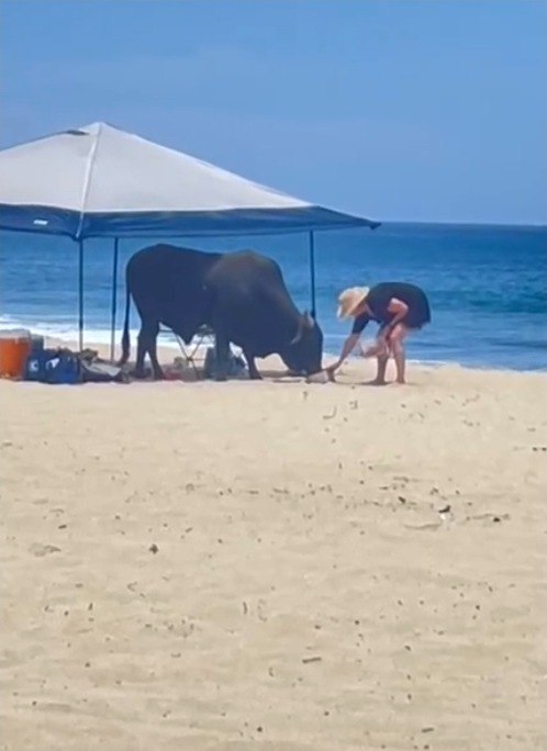 The unidentified tourist was seen feeding the wild bull before it attacked her on a beach in Mexico on Saturday.