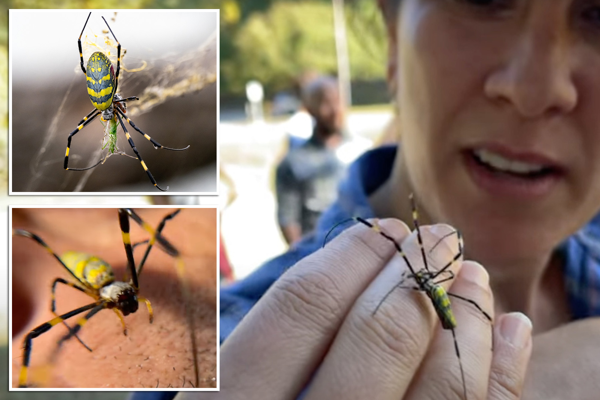 Invasive spiders the size of a human hand that can float in the air are expected to land in NYC this summer