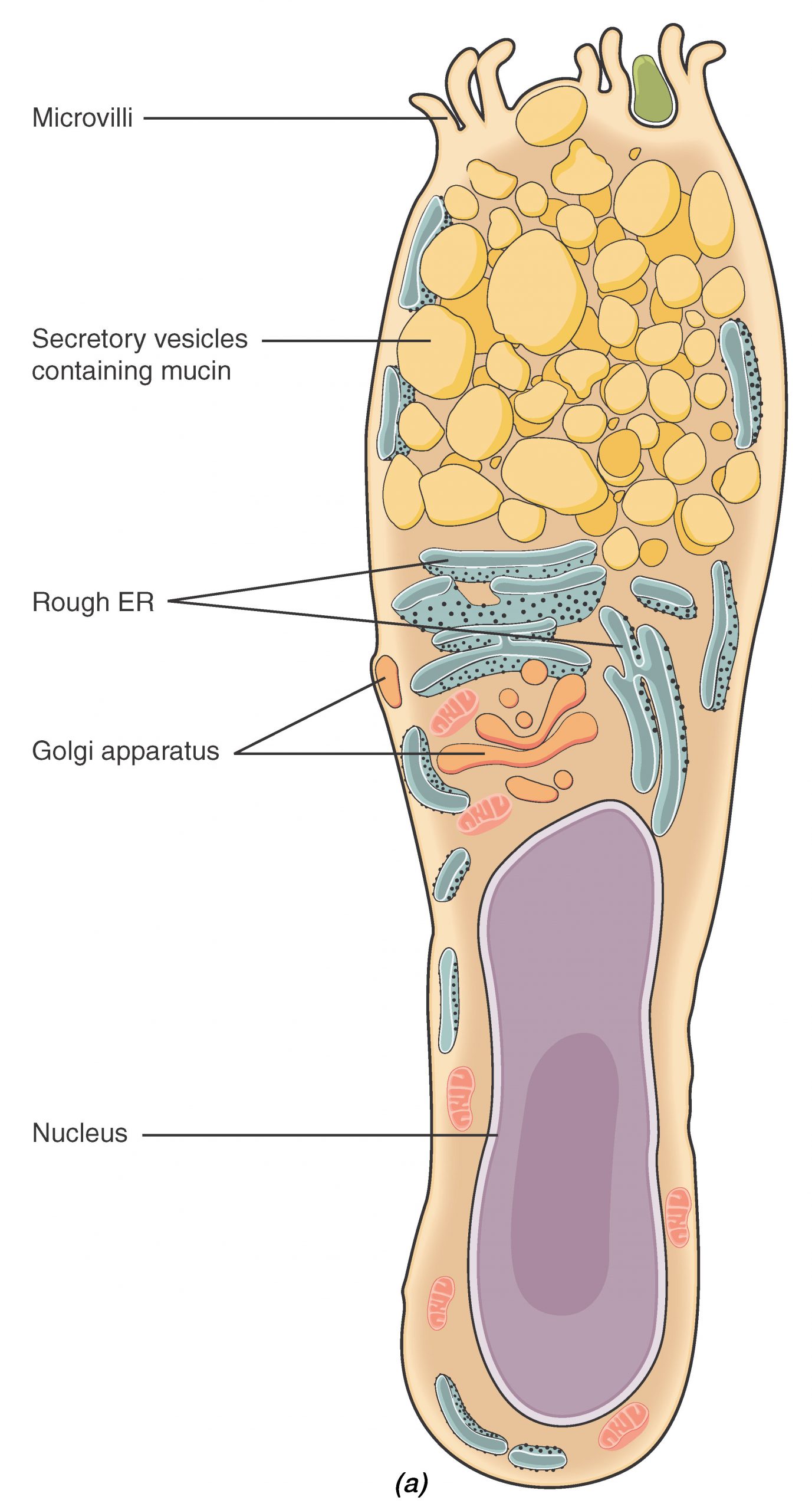 This illustration shows a diagram of a goblet cell. The goblet cell is shaped roughly like an upside down vase. The enlarged end at the top contains six finger like projections labeled microvilli. Between the microvilli, secretary vesicles containing mucin are moving from the upper half of the cell toward the microvilli. Below the secretory vesicles are several rough endoplasmic reticula and an irregularly shaped Golgi apparatus with secretory vesicles budding off of it. The narrow, lower half of the cell contains the oval-shaped nucleus as well as a few mitochondria and segments of the endoplasmic reticulum.