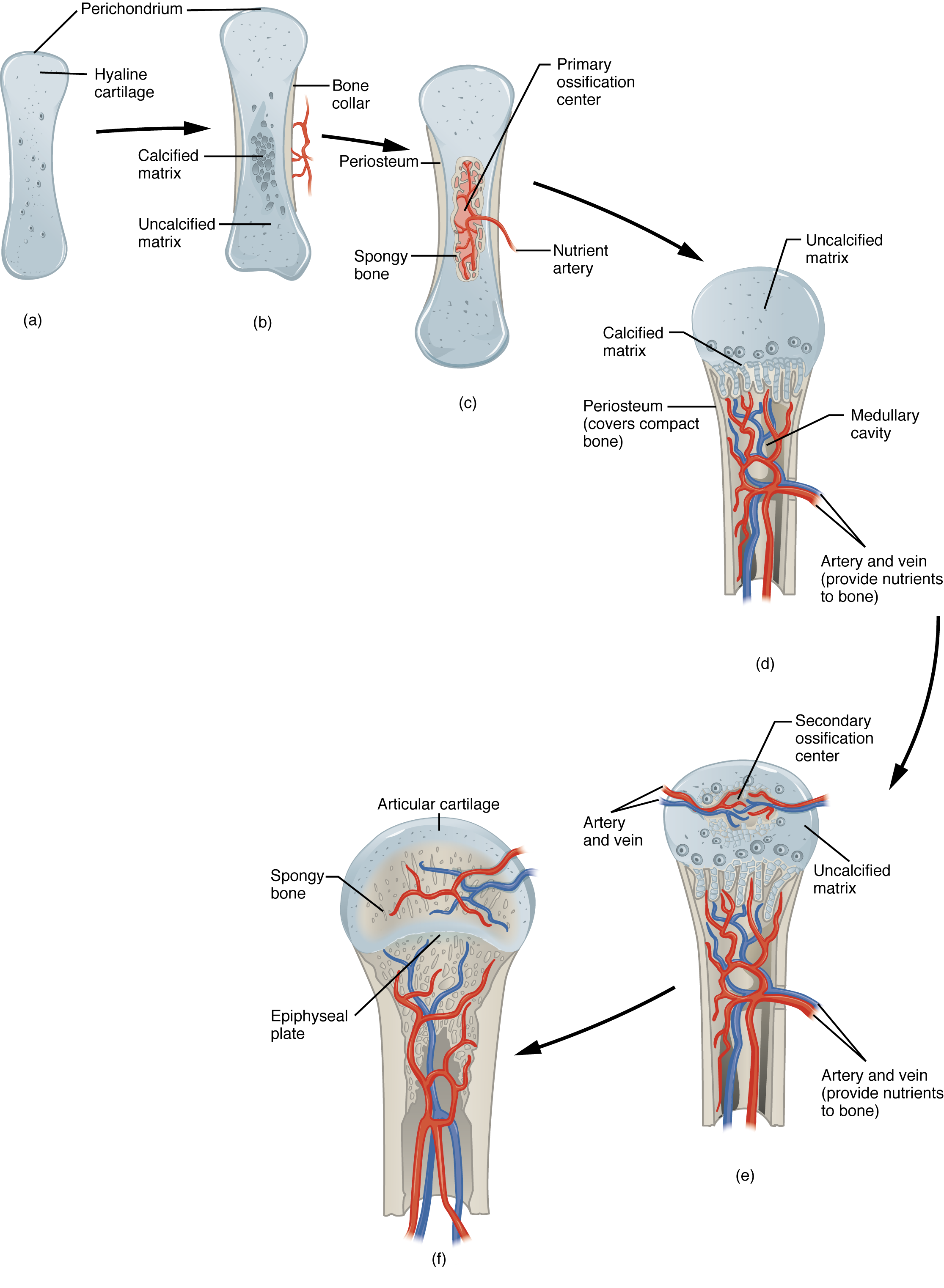 Image A shows a small piece of hyaline cartilage that looks like a bone but without the characteristic enlarged ends. The hyaline cartilage is surrounded by a thin perichondrium. In image B, the hyaline cartilage has increased in size and the ends have begun to bulge outwards. A group of dark granules form at the center of the cartilage. This is labeled the calcified matrix, as opposed to the rest of the cartilage, which is uncalcified matrix. In image C, the hyaline cartilage has again increased in size and spongy bone has formed at the calcified matrix. This is now called the primary ossification center. A nutrient artery has invaded the ossification center and is growing through the cavities of the new spongy bone. In image D, the cartilage now looks like a bone, as it has greatly increased in size and each end has two bulges. Only the proximal half of the bone is shown in all of the remaining images. In image D, spongy bone has completely developed in the medullary cavity, which is surrounded, on both sides, by compact bone. Now, the calcified matrix is located at the border between the proximal metaphysis and the proximal epiphysis. The epiphysis is still composed of uncalcified matrix. In image E, arteries and veins have now invaded the epiphysis, forming a calcified matrix at its center. This is called a secondary ossification center. In image F, the interior of the epiphysis is now completely calcified into bone. The outer edge of the epiphysis remains as cartilage, forming the articular cartilage at the joint. In addition, the border between the epiphysis and the metaphysis remains uncalcified, forming the epiphyseal plate.