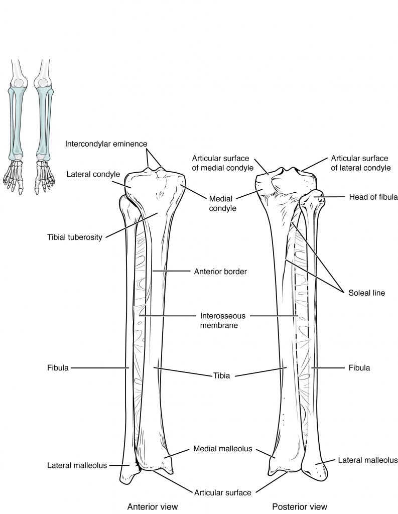 This image shows the structure of the tibia and the fibula. The left panel shows the anterior view, and the right panel shows the posterior view.