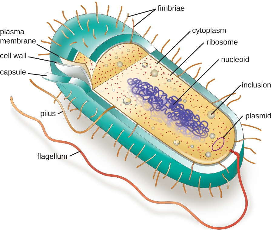 A typical prokaryotic cell contains a cell membrane, chromosomal DNA that is concentrated in a nucleoid, ribosomes, and a cell wall. Some prokaryotic cells may also possess flagella, pili, fimbriae, and capsules.