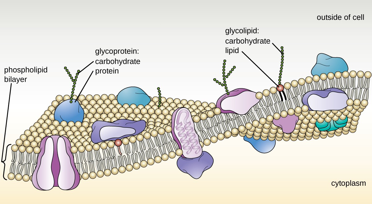 The bacterial plasma membrane is a phospholipid bilayer with a variety of embedded proteins that perform various functions for the cell. Note the presence of glycoproteins and glycolipids, whose carbohydrate components extend out from the surface of the cell. The abundance and arrangement of these proteins and lipids can vary greatly between species.