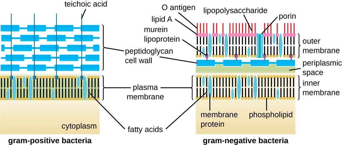 Bacteria contain two common cell wall structural types. Gram-positive cell walls are structurally simple, containing a thick layer of peptidoglycan with embedded teichoic acid external to the plasma membrane. Gram- negative cell walls are structurally more complex, containing three layers: the inner membrane, a thin layer of peptidoglycan, and an outer membrane containing lipopolysaccharide.