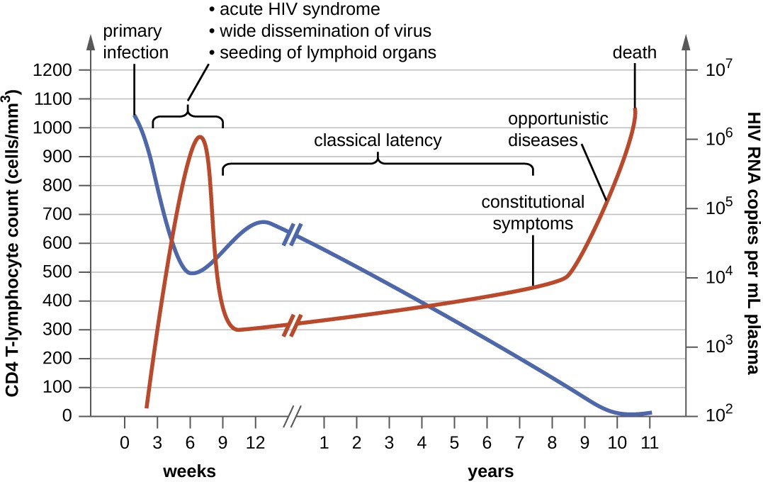 This graph shows the clinical progression of CD4 T cells (blue line), clinical symptoms, and viral RNA (red line) during an HIV infection.