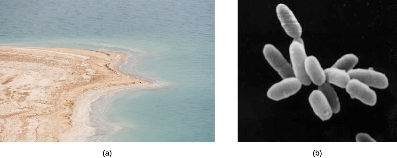 (a) Some prokaryotes, called halophiles, can thrive in extremely salty environments such as the Dead Sea, pictured here. (b) The archaeon Halobacterium salinarum, shown here in an electron micrograph, is a halophile that lives in the Dead Sea.