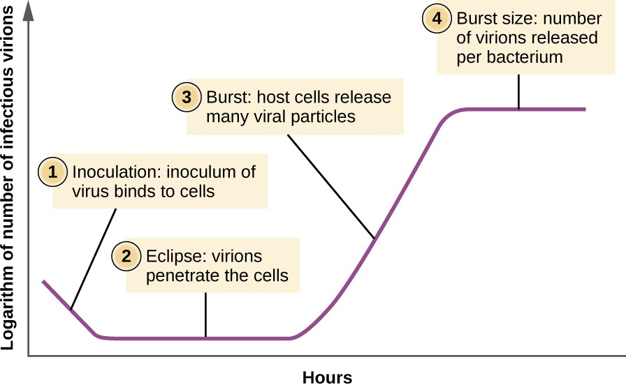 The one-step multiplication curve for a bacteriophage population follows three steps: 1) inoculation, during which the virions attach to host cells; 2) eclipse, during which entry of the viral genome occurs; and 3) burst, when sufficient numbers of new virions are produced and emerge from the host cell. The burst size is the maximum number of virions produced per bacterium.