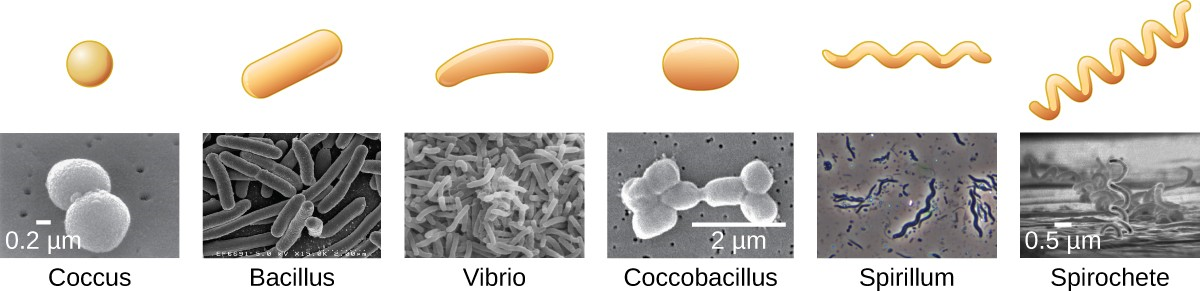 Common bacterial shapes. Note how coccobacillus is a combination of spherical (coccus) and rod- shaped (bacillus).