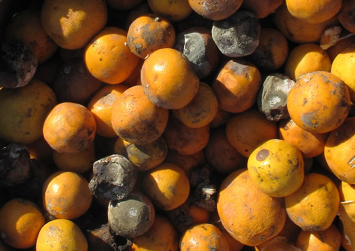 Large colonies of microscopic fungi can often be observed with the naked eye, as seen on the surface of these moldy oranges.