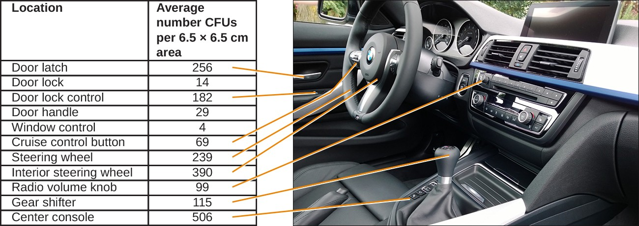 Most environments, including cars, are not sterile. A study<a class="footnote" title="R.E. Stephenson et al. “Elucidation of Bacteria Found in Car Interiors and Strategies to Reduce the Presence of Potential Pathogens.”Biofouling 30 no. 3 (2014):337–346." id="return-footnote-187-1" href="#footnote-187-1" aria-label="Footnote 1"><sup class="footnote">[1]</sup></a> analyzed 11 locations within 18 different cars to determine the number of microbial colony-forming units (CFUs) present. The center console harbored by far the most microbes (506 CFUs), possibly because that is where drinks are placed (and often spilled). Frequently touched sites also had high concentrations.