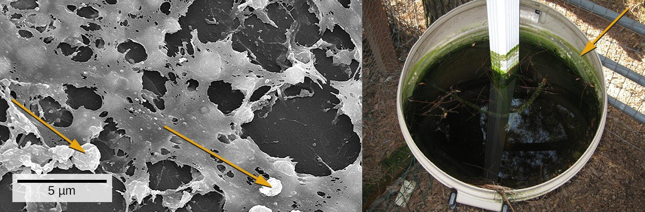 Medical devices that are inserted into a patient’s body often become contaminated with a thin biofilm of microorganisms enmeshed in the sticky material they secrete. The electron micrograph (left) shows the inside walls of an in-dwelling catheter. Arrows point to the round cells of Staphylococcus aureus bacteria attached to the layers of extracellular substrate. The garbage can (right) served as a rain collector. The arrow points to a green biofilm on the sides of the container.