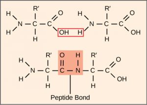 two amino acid structures being attached together